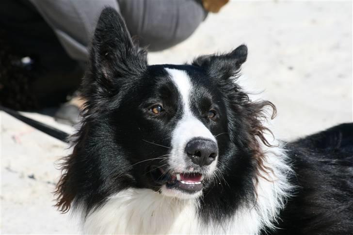Border collie Luske (tidligere Lucca) billede 2