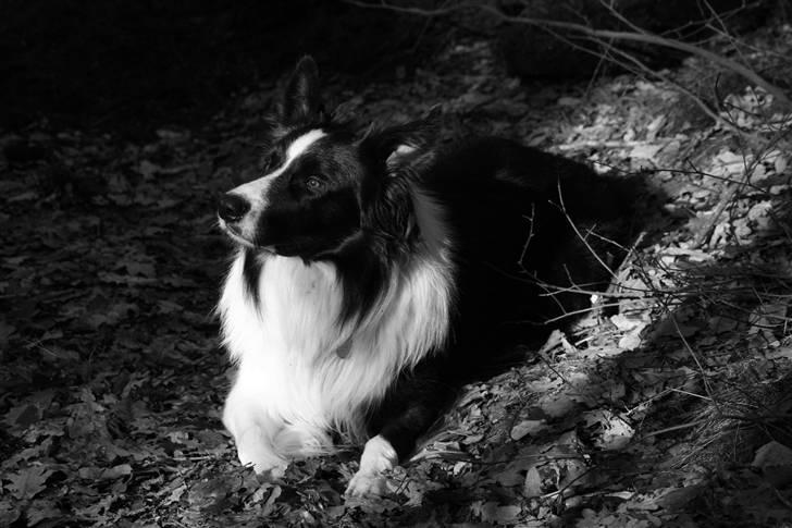 Border collie Luske (tidligere Lucca) billede 3