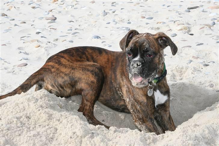 Boxer Roma billede 15