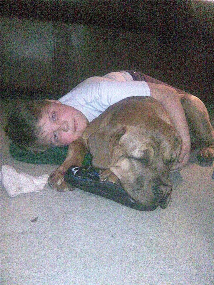 Dogue de bordeaux Kenzo billede 18