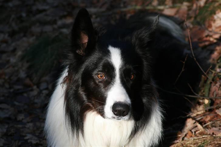 Border collie Luske (tidligere Lucca) billede 5