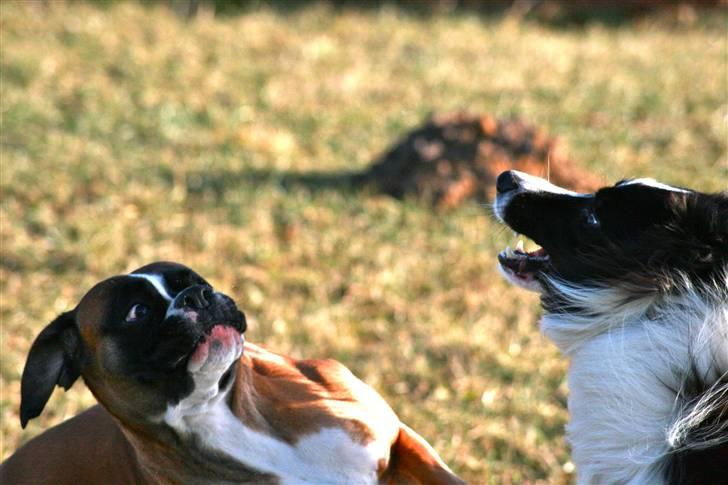 Border collie Luske (tidligere Lucca) billede 6