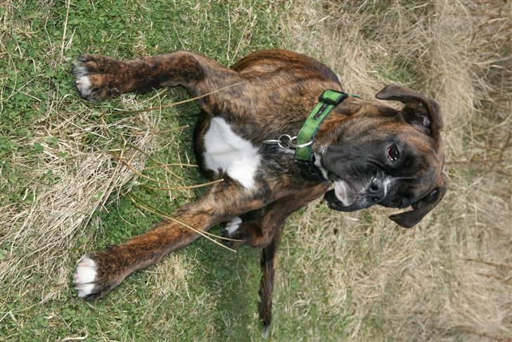 Boxer Roma billede 16