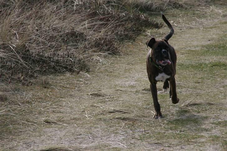 Boxer Roma billede 17