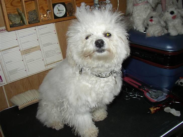 Bichon à poil frisé Mette - Mette venter på saksen billede 1