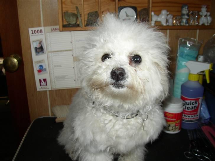 Bichon à poil frisé Mette - Mette kan altså ikke lide saksen billede 2
