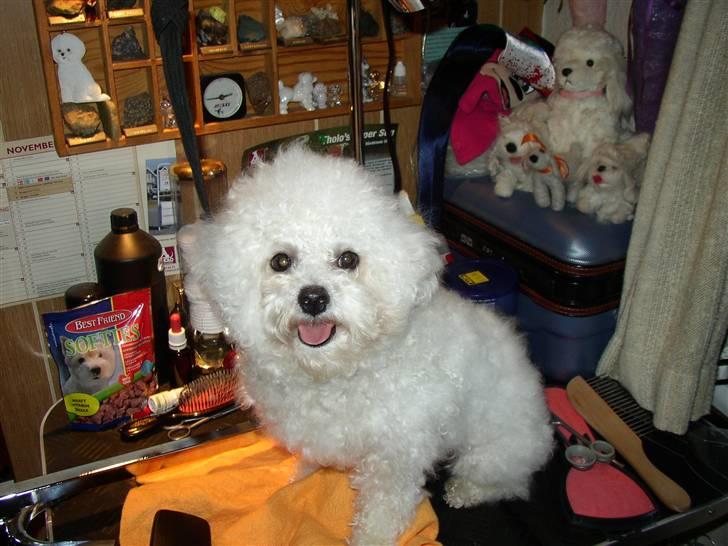 Bichon à poil frisé Mette - Nå er jeg ikke blevet fin nok nu? billede 3