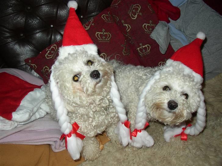 Bichon à poil frisé Mette - Mette & Monike venter på julegaver 08 billede 4