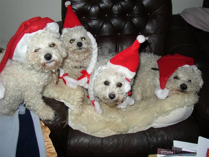 Bichon à poil frisé Mette - Her har Mette samlet hele familien til julekomsammen billede 5