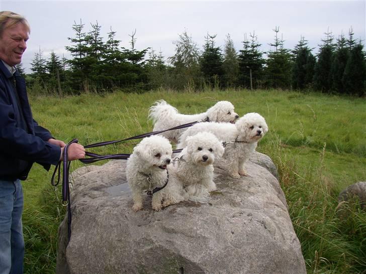 Bichon à poil frisé Mette - Her er vi allesammen på gåturen kommet op på en stor sten,-der er bedre udsyn billede 6