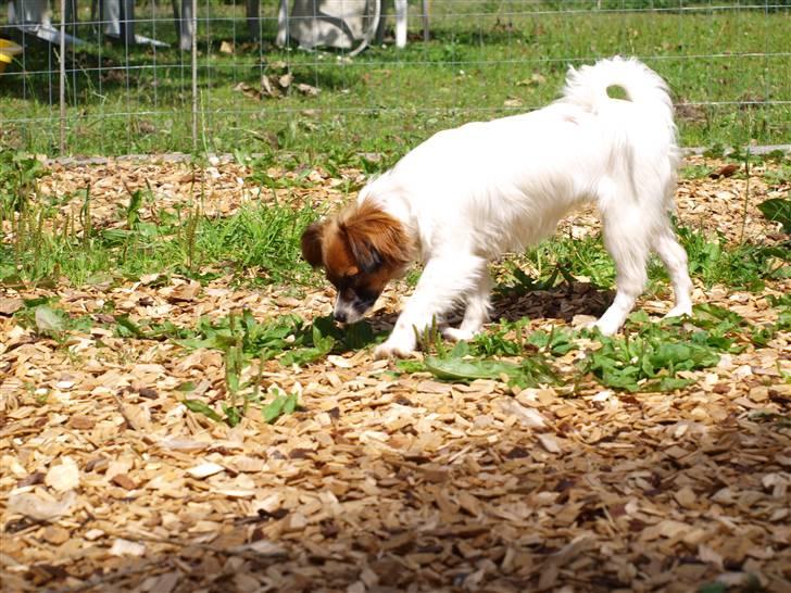 Phalene bella  *Chéri* - Chéri hjemme i haven <3 billede 1