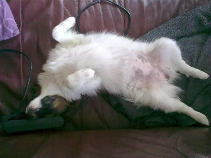 Phalene bella  *Chéri* - dagen efte jeg fik hende =) hun ligger i sofaen=) billede 2