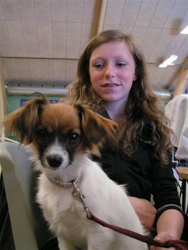 Phalene bella  *Chéri* - vores anden udstilling billede 3