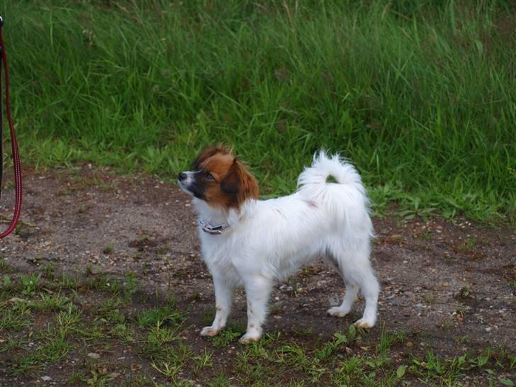 Phalene bella  *Chéri* - på den daglige gåtur i skoven<3 billede 4