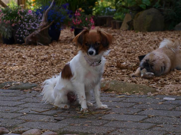 Phalene bella  *Chéri* - Chéri i haven en sen eftermiddag  billede 5