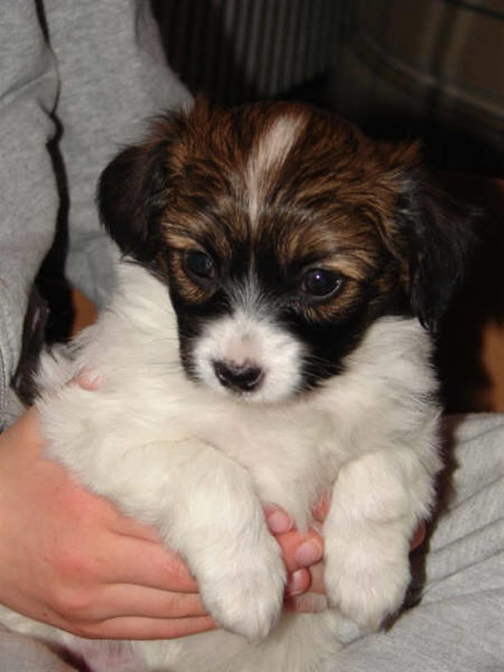 Phalene bella  *Chéri* - Chéri som 5 ugers billede 6