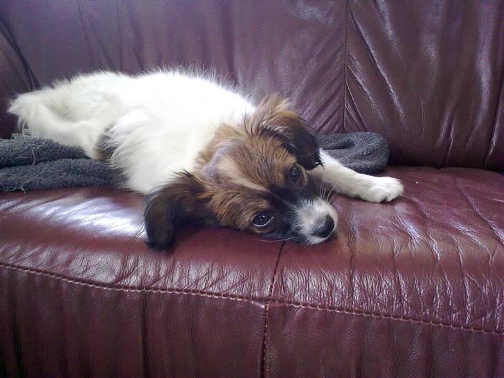 Phalene bella  *Chéri* billede 7