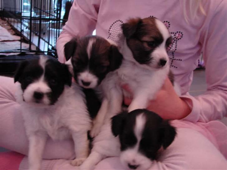 Phalene bella  *Chéri* - Chéri med sine søskende billede 8