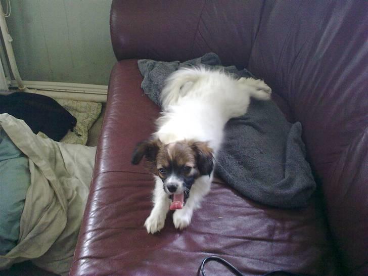 Phalene bella  *Chéri* billede 9