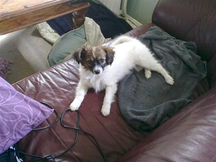 Phalene bella  *Chéri* billede 10