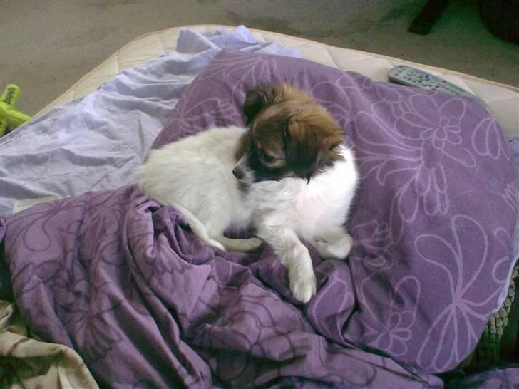 Phalene bella  *Chéri* billede 11