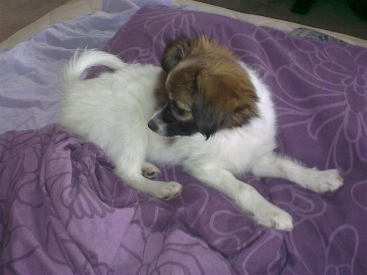 Phalene bella  *Chéri* billede 12