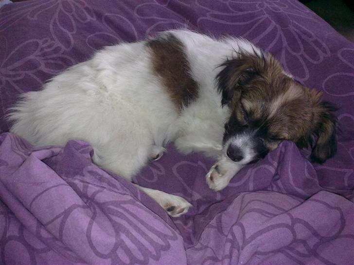 Phalene bella  *Chéri* billede 13