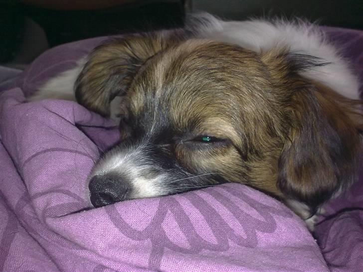 Phalene bella  *Chéri* billede 14