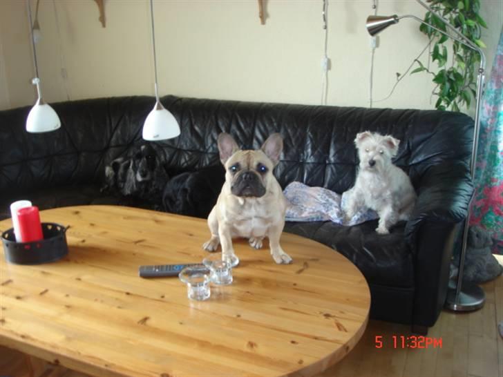 Fransk bulldog Coco Chanel. billede 1