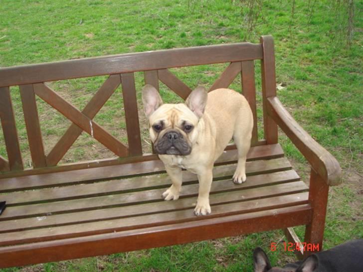 Fransk bulldog Coco Chanel. billede 2