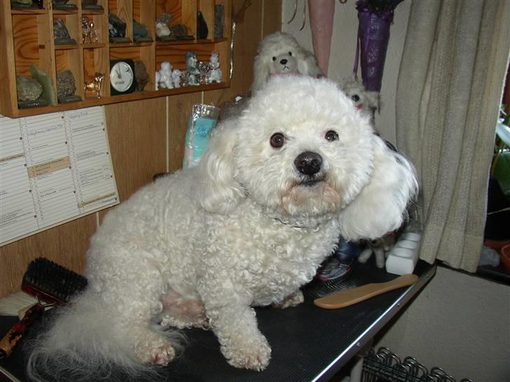 Bichon à poil frisé Malue - Malue.: ska` der nu fotograferes igen-eller børstes måske. billede 1