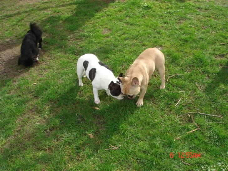 Fransk bulldog Coco Chanel. billede 3