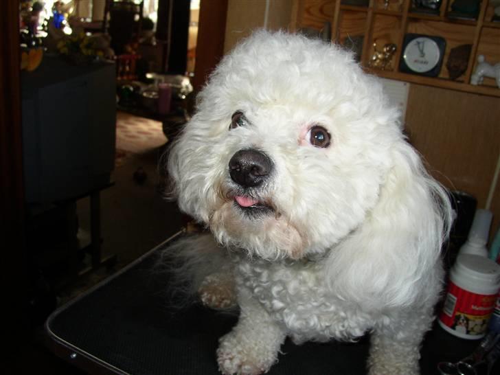 Bichon à poil frisé Malue - Hva`mon hun nu finder på billede 2