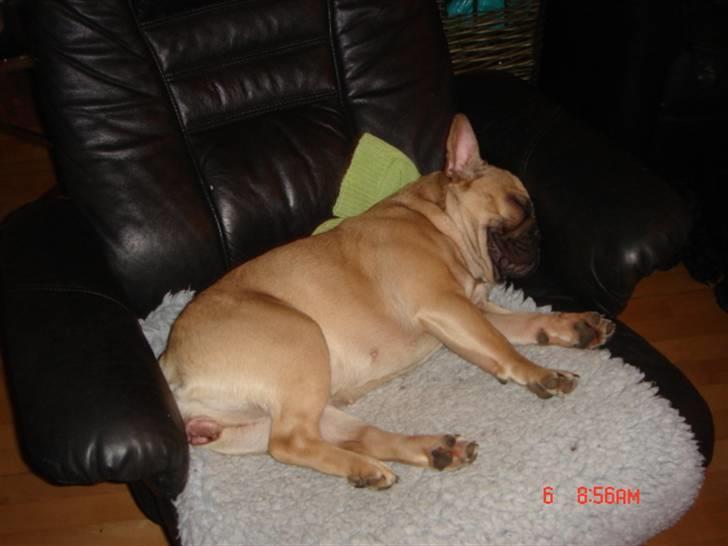 Fransk bulldog Coco Chanel. billede 4