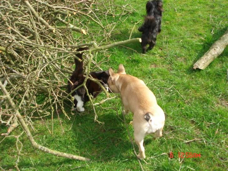 Fransk bulldog Coco Chanel. billede 5