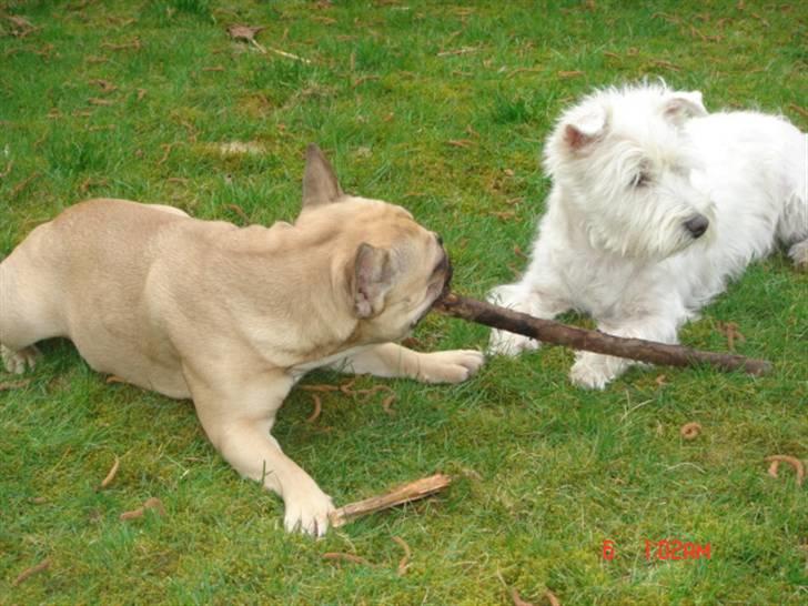 Fransk bulldog Coco Chanel. billede 6