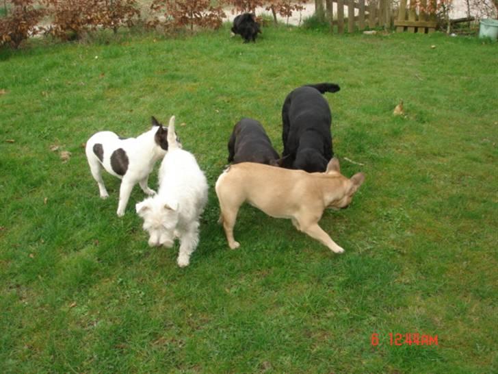 Fransk bulldog Coco Chanel. billede 7