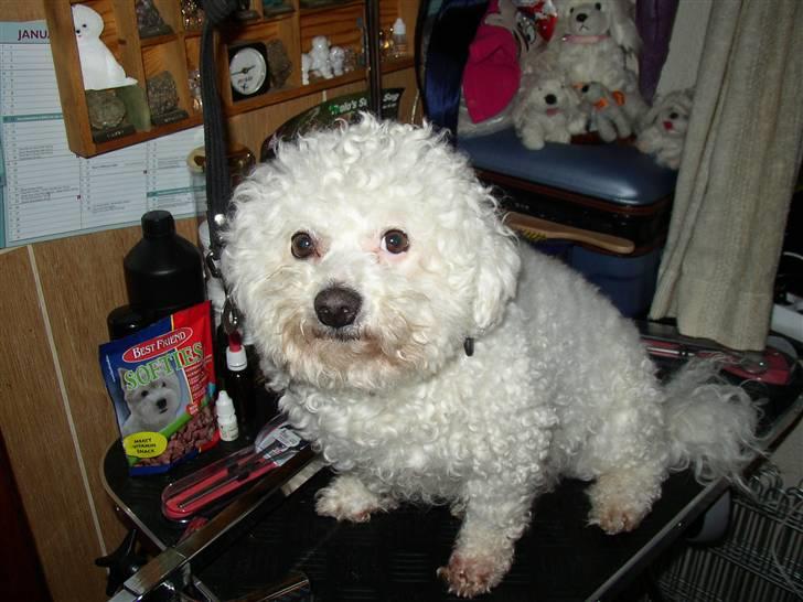Bichon à poil frisé Malue - Er jeg ikke snart færtig? billede 3