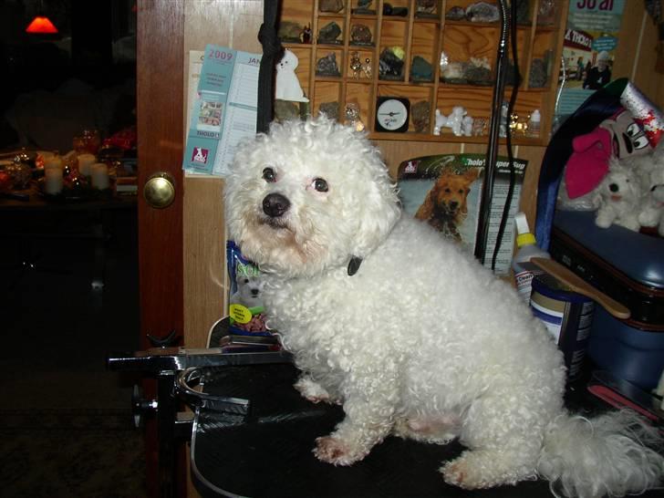 Bichon à poil frisé Malue - Malue syntes han er fin nok nu billede 4