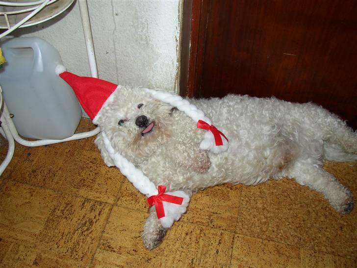 Bichon à poil frisé Malue - Mor jeg er altså en dreng,jeg ka`da ikke ha`fletninger på billede 5