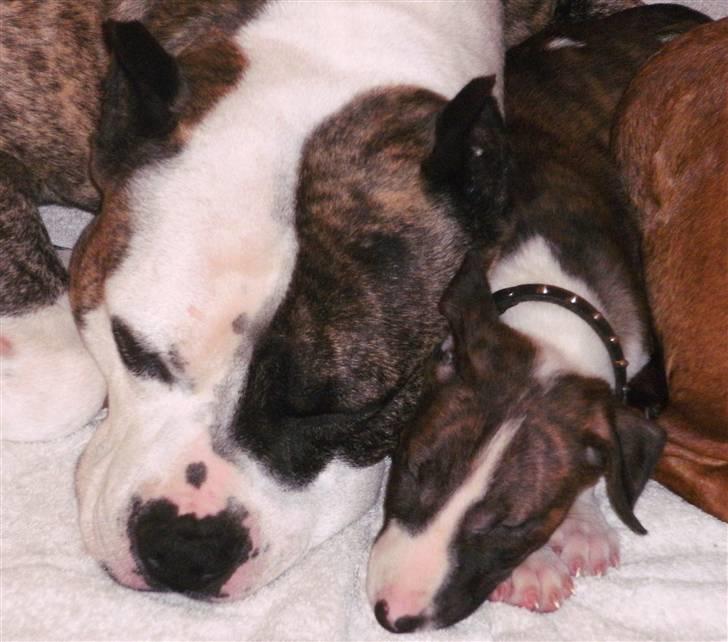 Amerikansk staffordshire terrier Mean  R.I.P - Mean og vores Bullterrier Naja der putter sammen:) billede 6