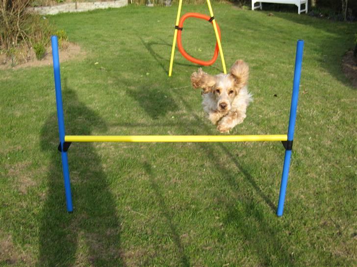 Cocker spaniel Aslan billede 16