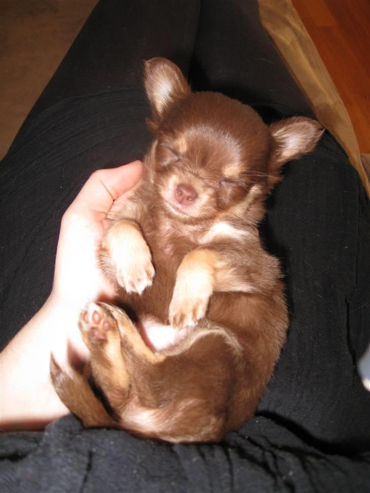 Chihuahua Ballerina billede 8