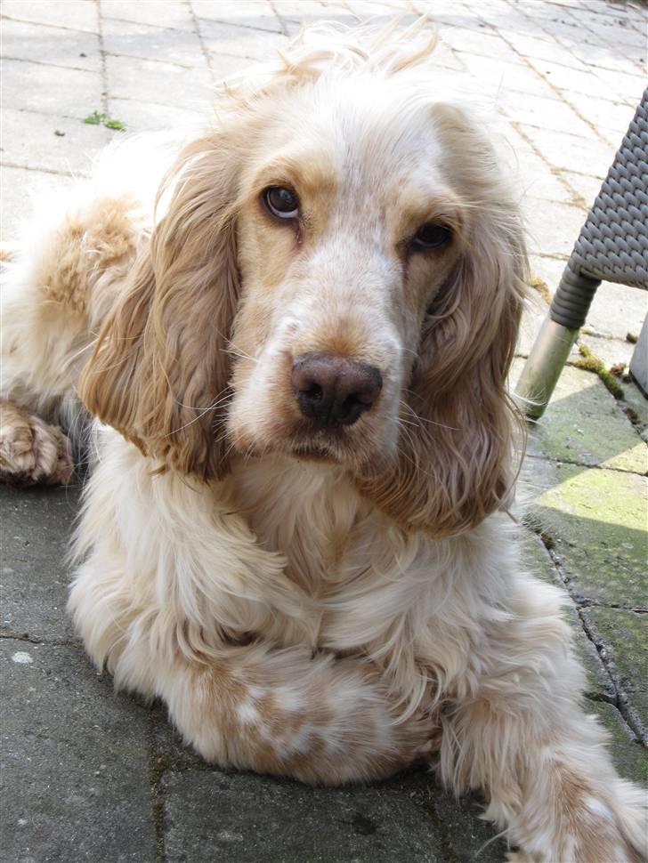 Cocker spaniel Aslan billede 17