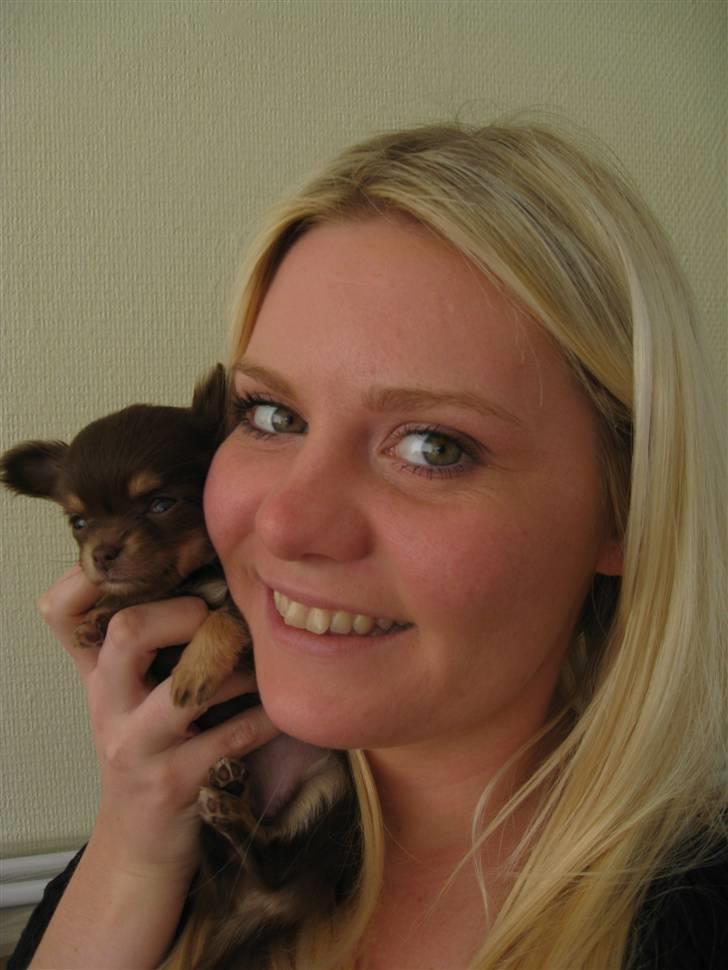 Chihuahua Ballerina billede 9