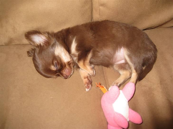 Chihuahua Ballerina billede 10