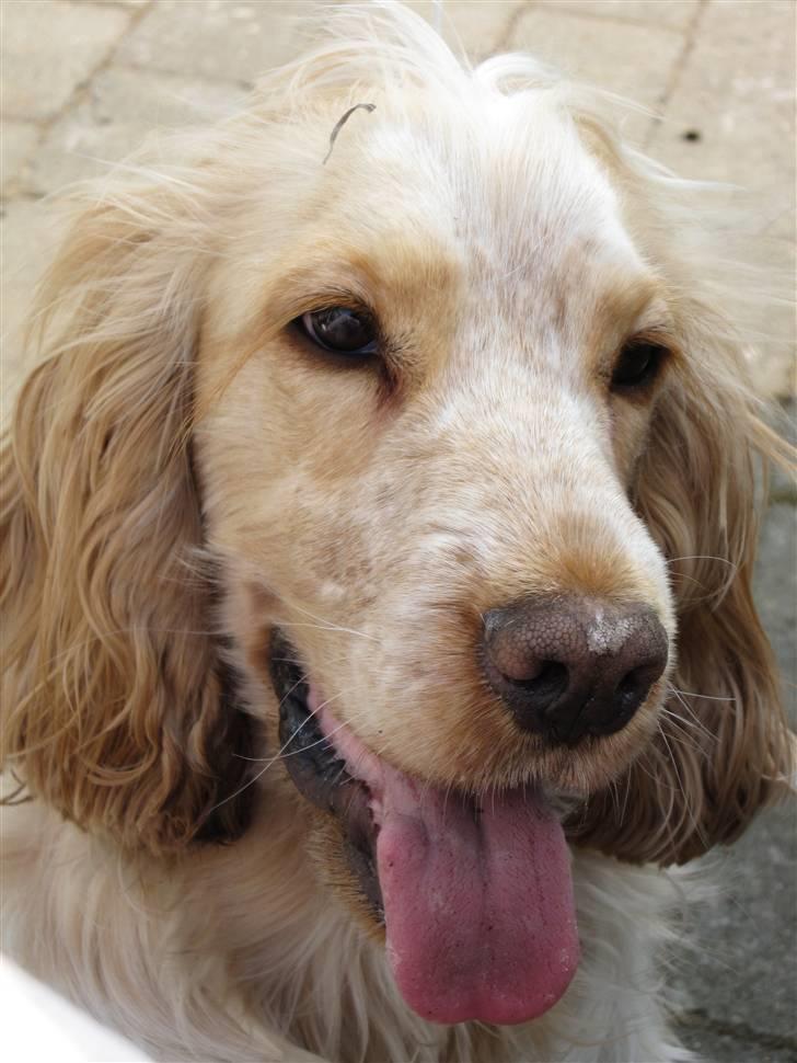 Cocker spaniel Aslan billede 18