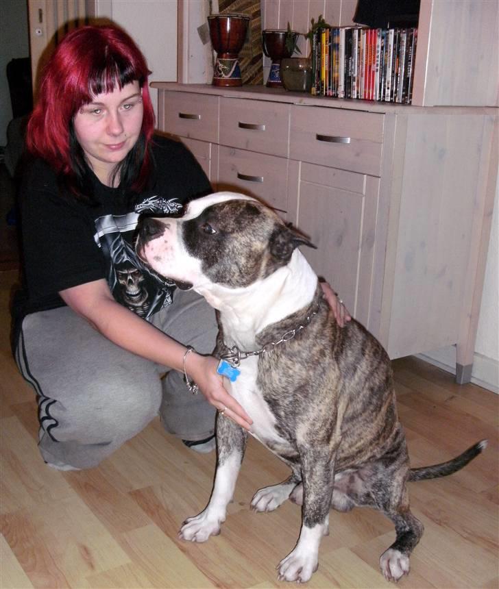 Amerikansk staffordshire terrier Mean  R.I.P billede 7