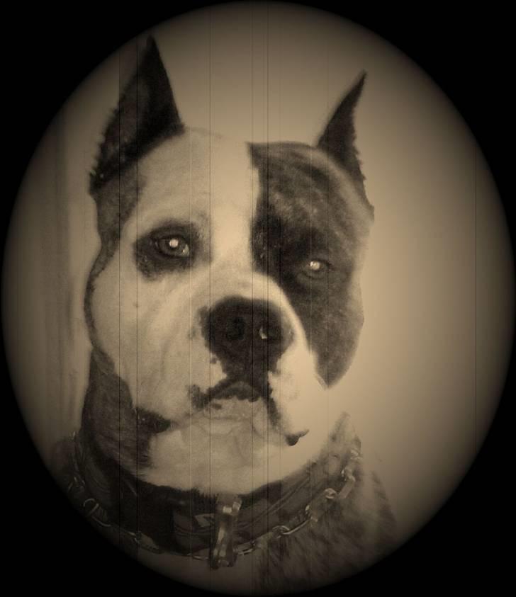 Amerikansk staffordshire terrier Mean  R.I.P billede 8