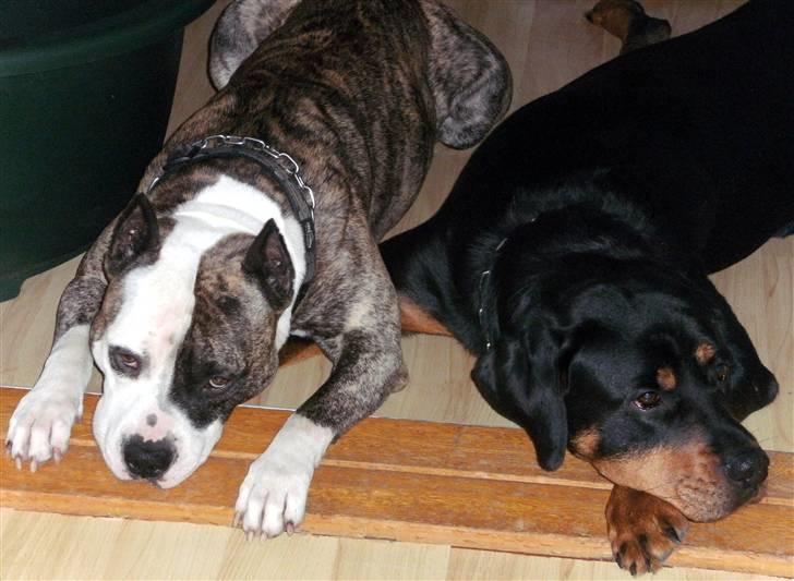 Amerikansk staffordshire terrier Mean  R.I.P - Øv vores far har sagt at vi ikke må komme ind når han tatoverer!!! billede 9